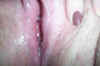 Her Creamy Pussy 02.JPG (19546 bytes)