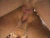 (Creampie)_Amateur_Creampies_2_-_CD1_(1h09m32s)_(693mb)-02.jpg (17680 bytes)