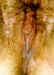bevcumpi.jpg (54004 bytes)
