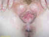devin-creampie15.jpg (51285 bytes)