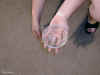 DSC02099083.jpg (79023 bytes)