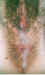 cp8686.jpg (62336 bytes)